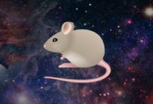 Interpretação de sonhos com ratos