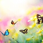 O que significa sonhar com borboletas