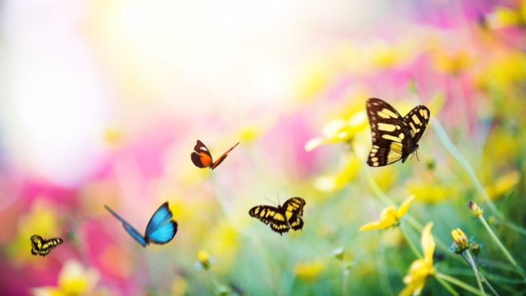 O que significa sonhar com borboletas
