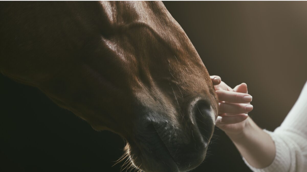 Sonhar com cavalo Descubra os significados