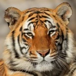 10 Significado de sonhar com Tigre