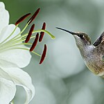 Significado de sonhar com Beija-flor