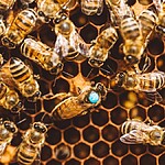 Significado de sonhar com abelha e mel: descubra agora