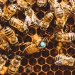 Significado de sonhar com abelha e mel: descubra agora