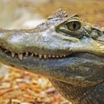 Sonhar com jacaré é bom ou ruim Saiba o significado!