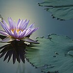 Frequência da prosperidade 888Hz abundância infinita