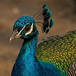 Sonhar com pavão 8 significados e números da sorte