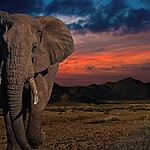 11 Interpretações de sonhar com elefante você sabe o que significa