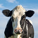 Descubra os diferentes significados dos sonhos com vacas