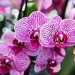 Desvendando os sonhos com orquídeas uma análise detalhada por tipo e cor