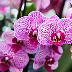 Desvendando os sonhos com orquídeas uma análise detalhada por tipo e cor