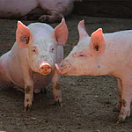 O que significa sonhar com carne de porco Nós contamos para você!