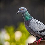 O que significa sonhar com pombo Confira diversas interpretações