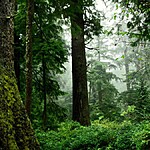 O que significa sonhar com árvore Descubra os principais 10 significados