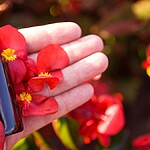 Como a terapia de florais pode auxiliar na saúde emocional