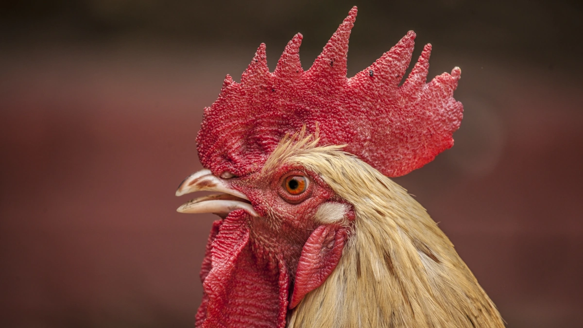 O que significa sonhar com galo Descubra os mistérios por trás desse símbolo