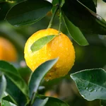 O que significa sonhar com limão Uma análise completa