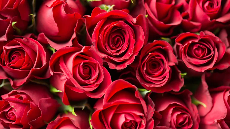 O que pode estar por trás de sonhar com rosas vermelhas
