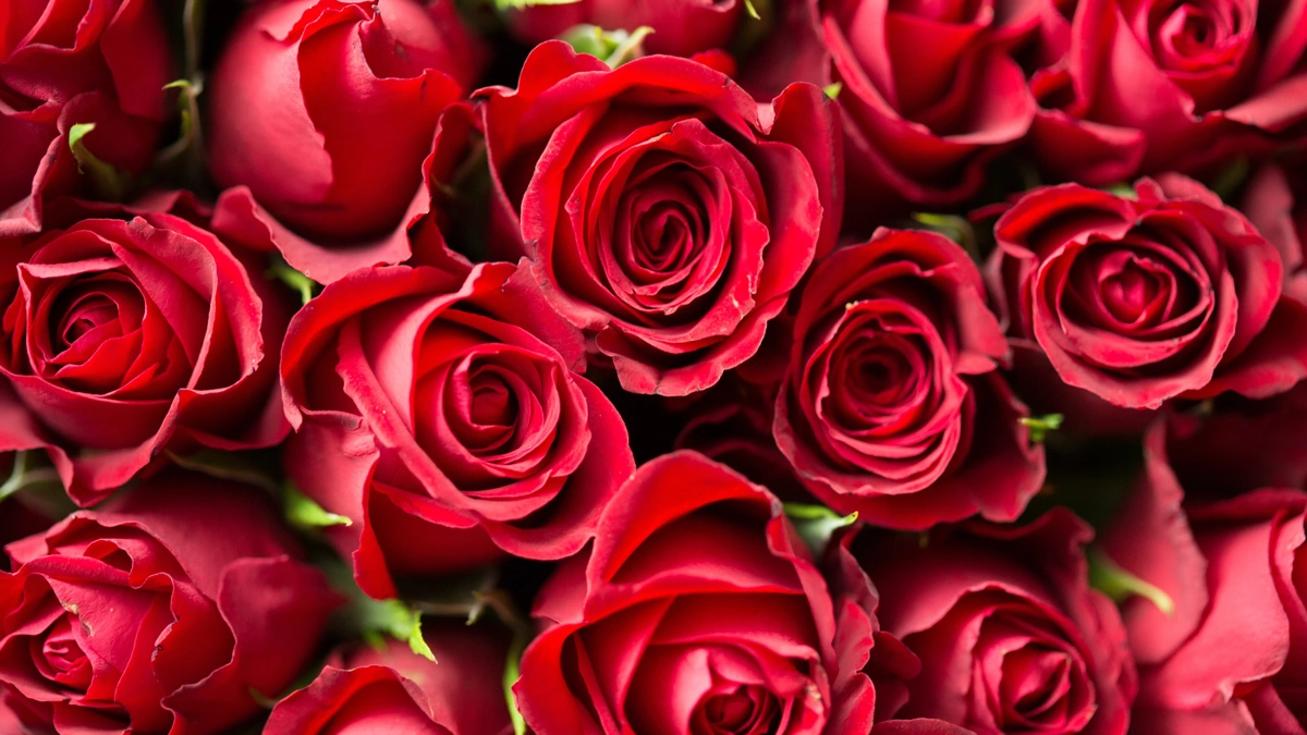 O que pode estar por trás de sonhar com rosas vermelhas
