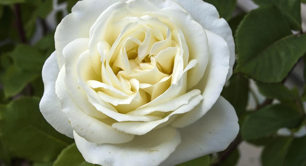 O que significa sonhar com rosa branca? Descubra as interpretações!