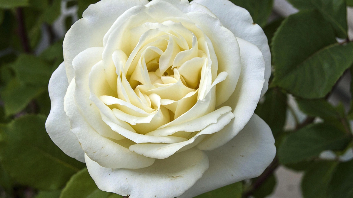 O que significa sonhar com rosa branca Descubra as interpretações!